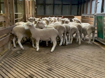 20 Composite ewe lambs