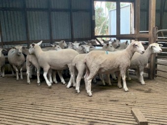 20 Composite ewe lambs