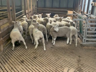 20 Composite ewe lambs