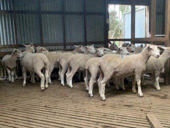 20 Composite ewe lambs