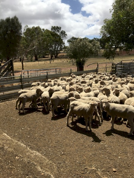 430 shorn mixed sex cross bred lambs