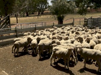 430 shorn mixed sex cross bred lambs