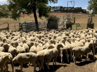 430 shorn mixed sex cross bred lambs
