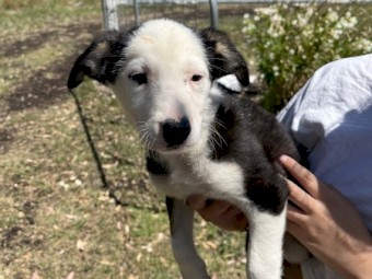 One Border collie x kelpie pups 