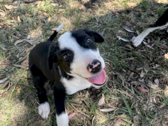 One Border collie x kelpie pups 