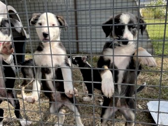 One Border collie x kelpie pups