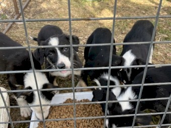 One Border collie x kelpie pups 