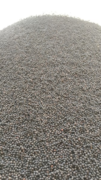 Morava vetch cleaned 