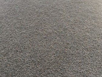 Morava vetch cleaned 