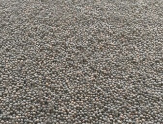 Morava vetch cleaned 