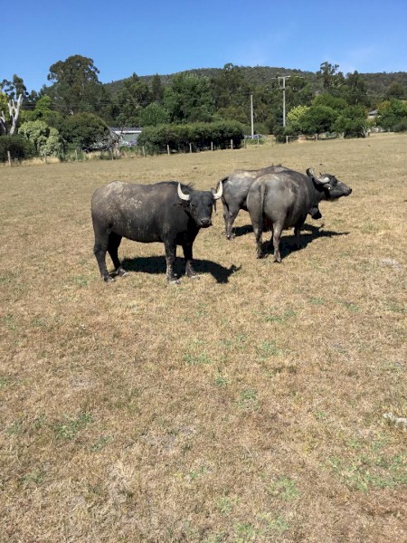 Buffalo Herd for Sale