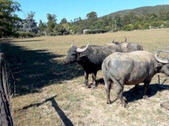 Buffalo Herd for Sale