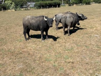 Buffalo Herd for Sale