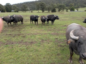 Buffalo Herd for Sale