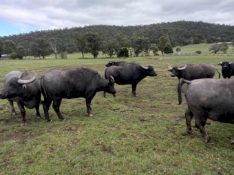 Buffalo Herd for Sale