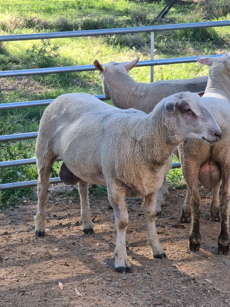 3 Charollais cross White Suffolk ram lambs $800ea.
