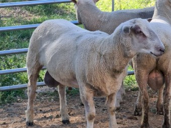 3 Charollais cross White Suffolk ram lambs $800ea.