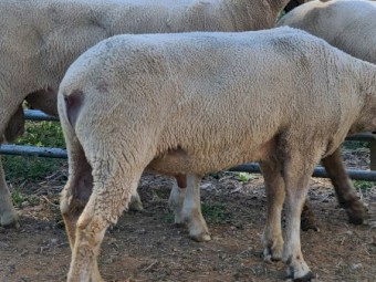 3 Charollais cross White Suffolk ram lambs $800ea.