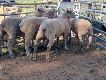 3 Charollais cross White Suffolk ram lambs $800ea.