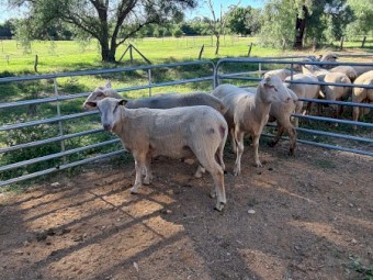 3 Charollais cross White Suffolk ram lambs $800ea.