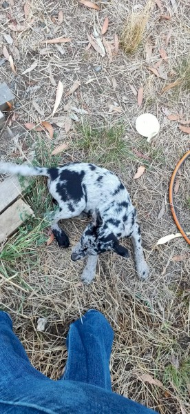 koolie /kelpie cross