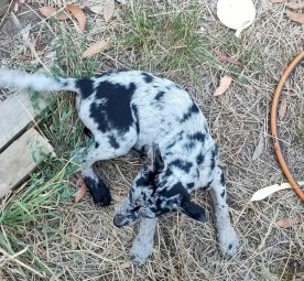 koolie /kelpie cross