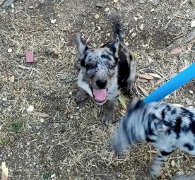 koolie /kelpie cross