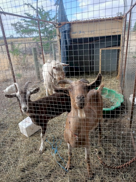 3 x Goats (2 Females, 1 Male)