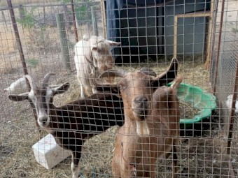 3 x Goats (2 Females, 1 Male)
