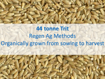 Trit - Regenerative Agriculture / organically grown (not certified)