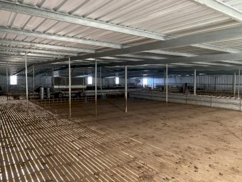 Large Sheep/ Shearing Shed