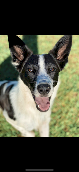Border Collie x Heeler x Kelpie for sale