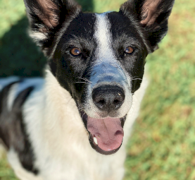 Border Collie x Heeler x Kelpie for sale