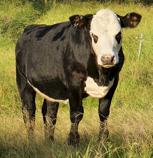 Angus X Hereford 11 month old heifer | Farm Tender