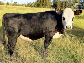Angus X Hereford 11 month old heifer
