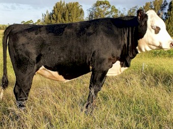 Angus X Hereford 11 month old heifer