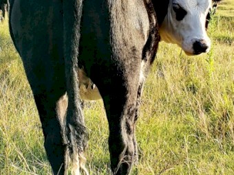 Angus X Hereford 11 month old heifer