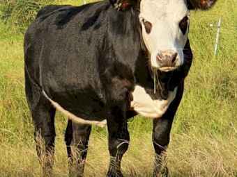 Angus X Hereford 11 month old heifer
