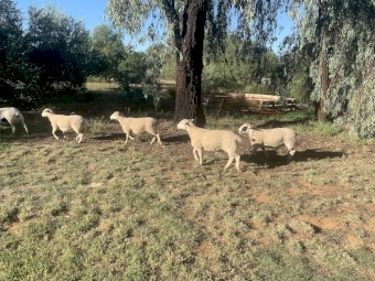 Dorper ewes and wether