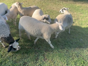 Dorper ewes and wether