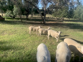 Dorper ewes and wether