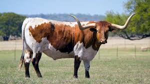 WANTED Texas Longhorn