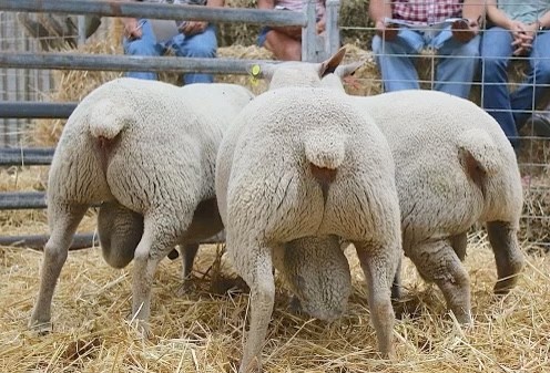 2020 Yearling Charollais Rams