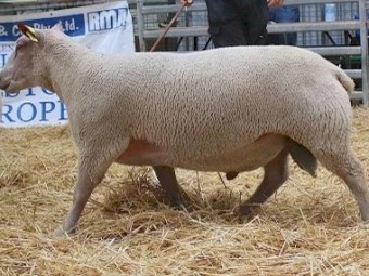 2020 Yearling Charollais Rams