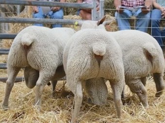 2020 Yearling Charollais Rams