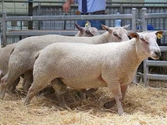 2020 Yearling Charollais Rams