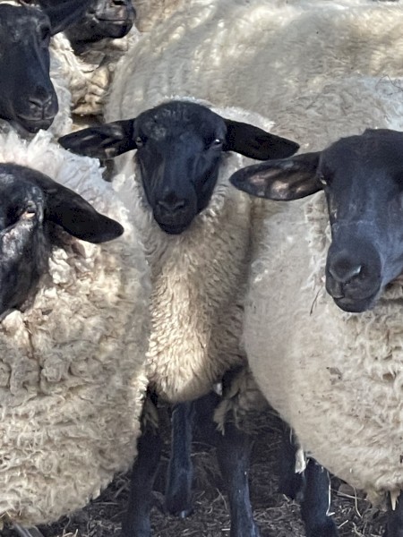 Black Face Suffolk Ram