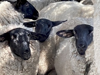 Black Face Suffolk Ram