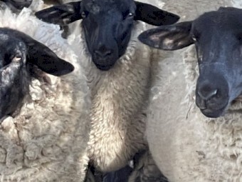 Black Face Suffolk Ram