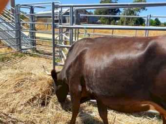 Fresian  Cross Angus cow